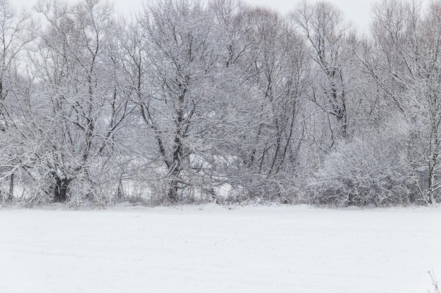 Ländliche Winterlandschaft mit verschneiter Wiese und schneebedeckten Bäumen