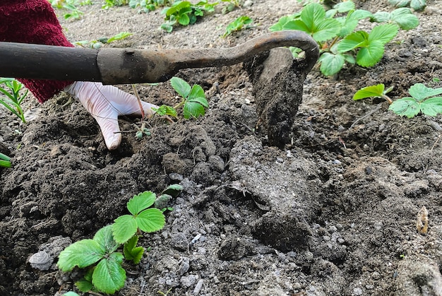 Ländlicher Bauernhof mit Erdbeerstrauch