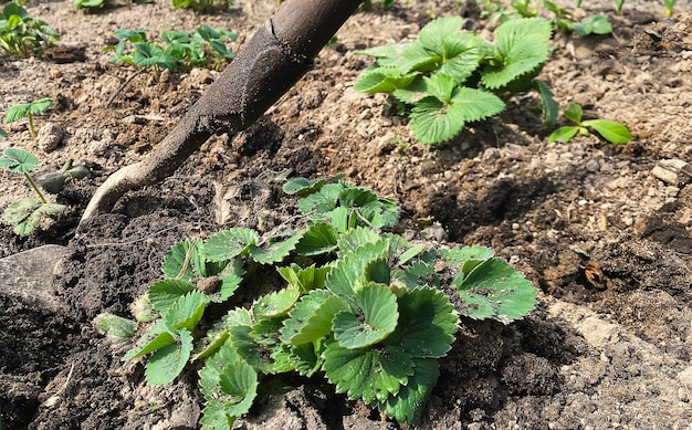 Ländlicher Bauernhof mit Erdbeerstrauch