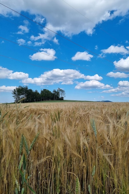 Ländlicher Hintergrund Ein Gersten- oder Weizenfeld an einem Sommertag
