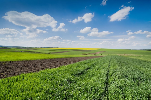 Ländliches feld von winterweizen in der nähe von ackerland im zeitigen frühjahr und