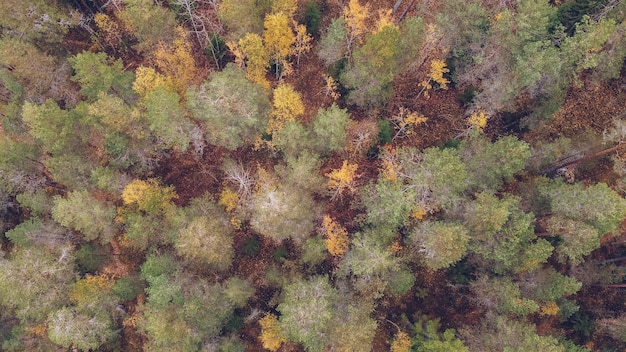 Lärchenwald in Karelien unter Herbst farbigen Bäumen Russland Schöne Herbstsaison Landschaft Wald stock photography