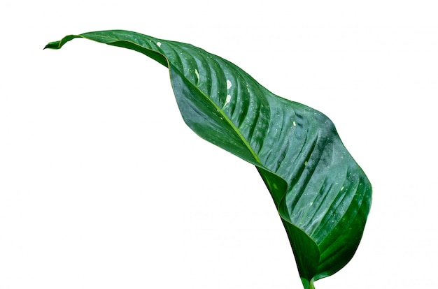 Lässt Calathea-ornata-Nadelstreifenhintergrund