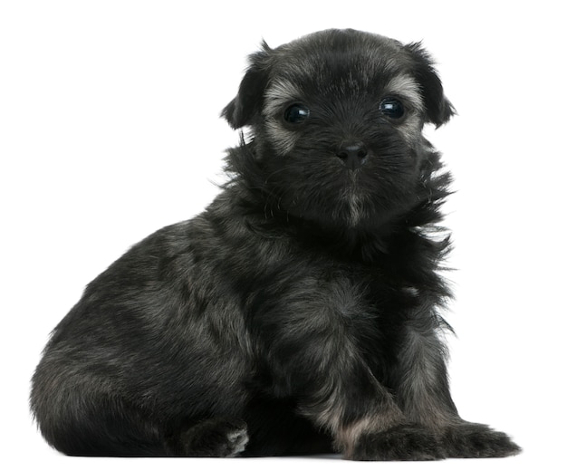 LÃƒÂ¶wchen oder Petit Chien Lion oder Little Lion Dog PUPPY (3 Wochen alt)