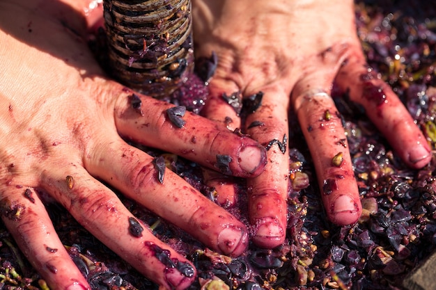 Lagar com mosto tinto e parafuso helicoidal. As mãos do enólogo fecham.