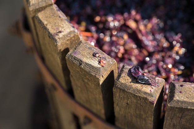 Lagar con mosto tinto y tornillo helicoidal Elaboración de vinos tradicionales italianos trituración de uvas