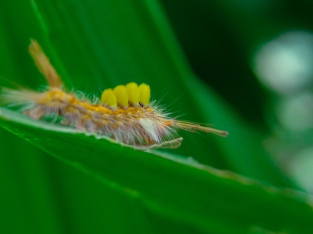 Foto lagarta amarela peluda em folhas verdes frescas