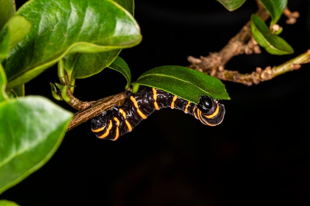 Lagarta comendo folhas de uma árvore.