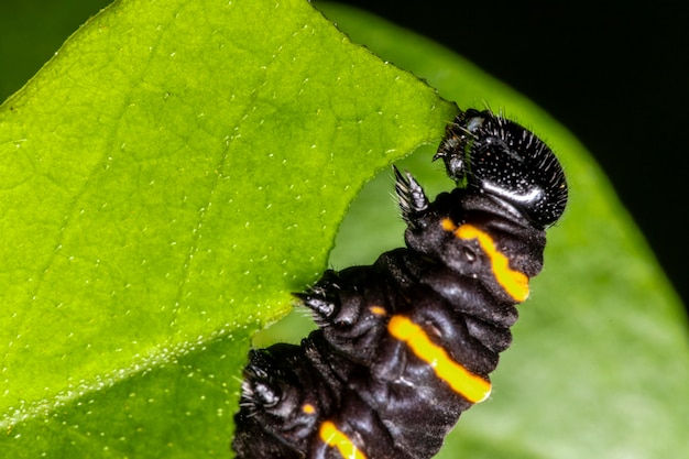 Lagarta comendo folhas de uma árvore.