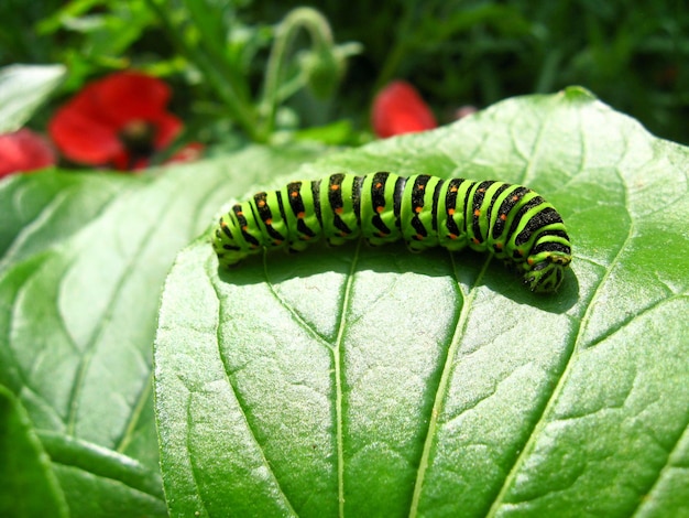 Foto lagarta da borboleta machaon na folha