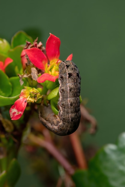 Lagarta da espécie spodoptera cosmioides comendo a flor da planta flaming katy da espécie kalanchoe blossfeldiana