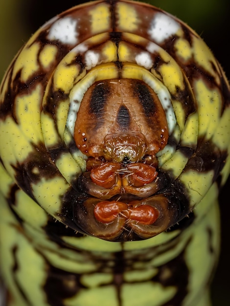 Lagarta da mariposa da esfinge em faixas