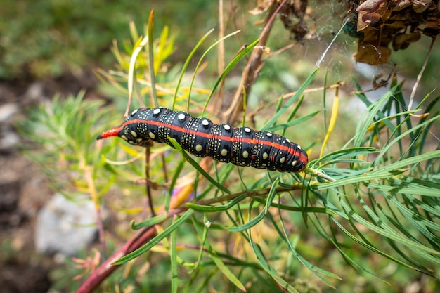 Lagarta da mariposa-falcão no vale do Parque Nacional de Vanoise, Savoy, Alpes franceses