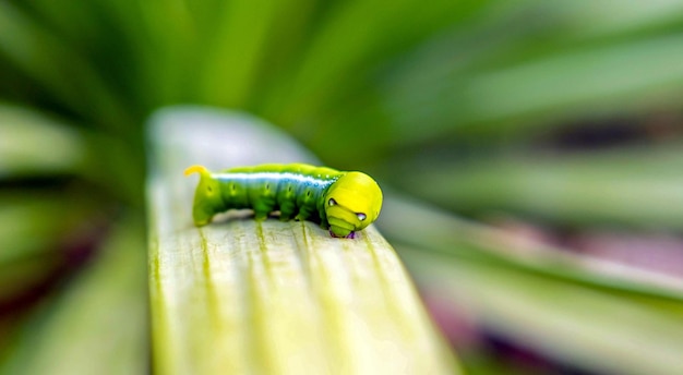 Lagarta de borboleta verde brilhante com olhos grandesA grande lagarta verde na natureza