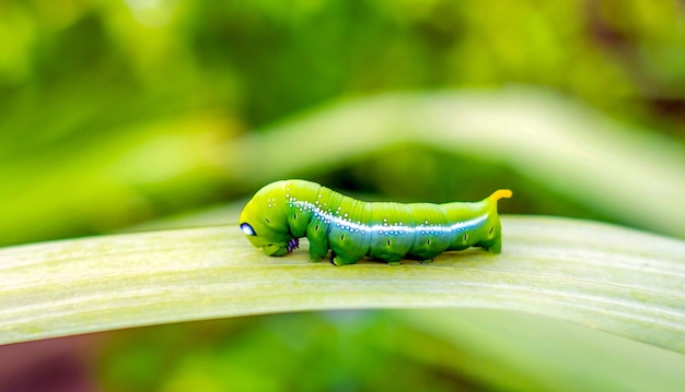 Lagarta de borboleta verde brilhante com olhos grandesA grande lagarta verde na natureza