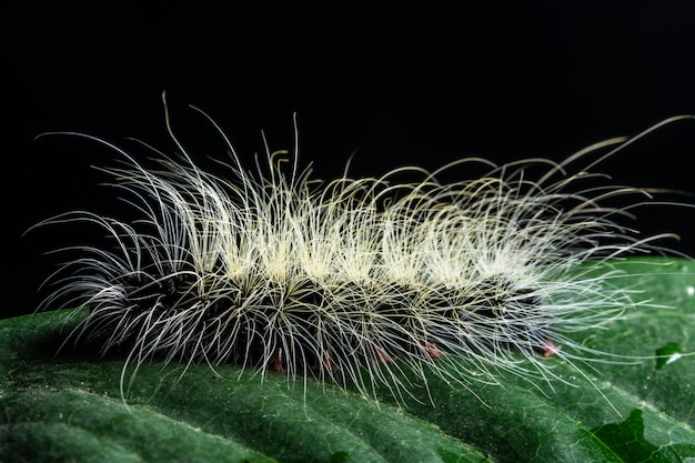 Foto lagarta de fundo macro em uma folha