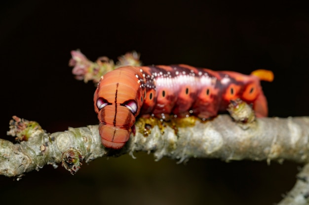 Lagarta oleandro Hawk-mariposa no galho de árvore