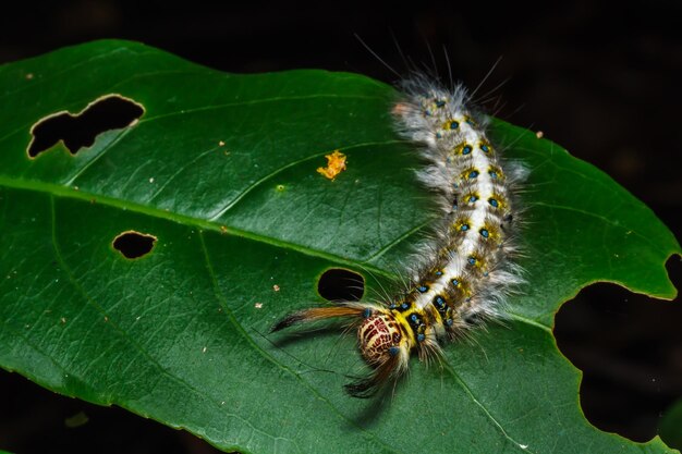 Lagarta peluda na folha verde