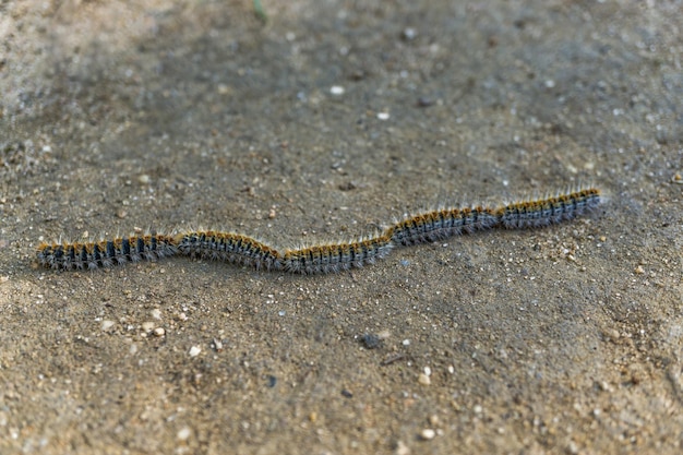 lagarta processionária do pinheiro (Thaumetopoea pityocampa) nidificando em um bosque de pinheiros