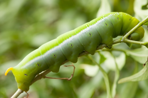 lagarta verde na árvore