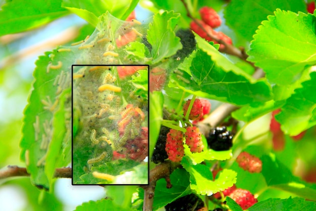 Foto lagartas comem folhas de macro amoreira ramo com amoreira madura e bombyx mori insetos pragas comendo folhas verdes de amoreira close-up bichos-da-seda comendo folhas