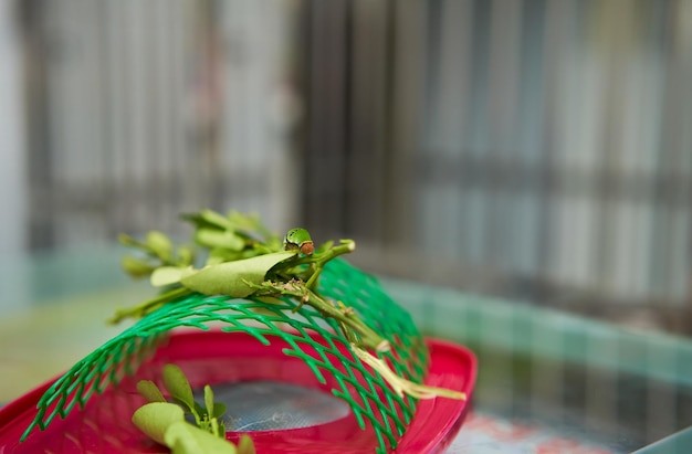 Lagartas de folhas de chá verde comem folhas. fica na rede da lagarta