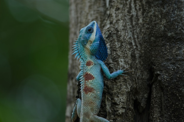 Lagartija de cresta azul o Lagarto de bosque indochino