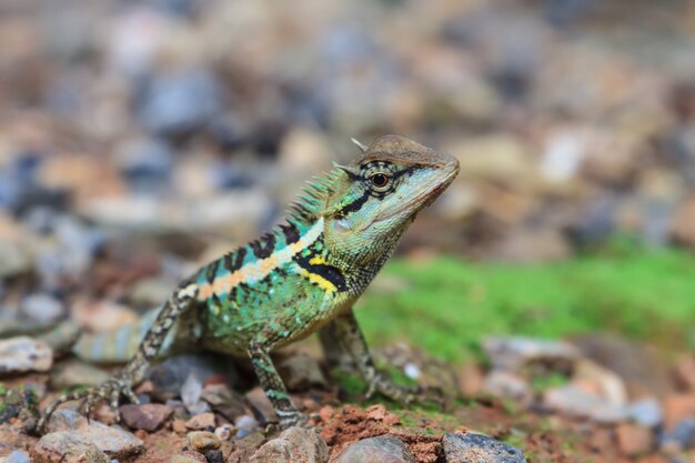 Lagartija de cresta verde