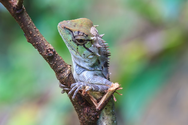 Lagartija de cresta verde