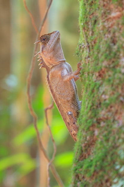 Foto lagartija espinosa enmascarada en el árbol