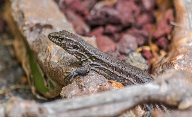 Lagartija Gallotia Galloti hembra