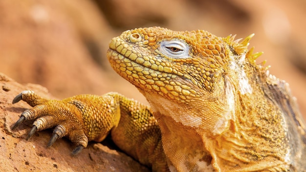 Lagartija terrestre Galápagos