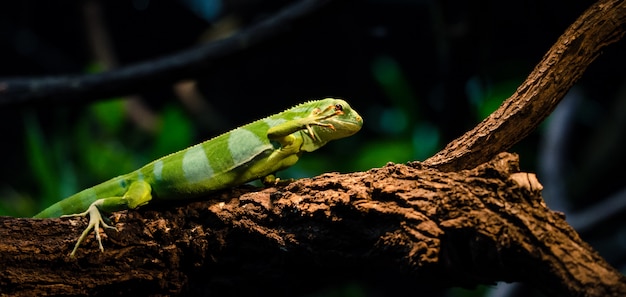 Foto lagartija verde