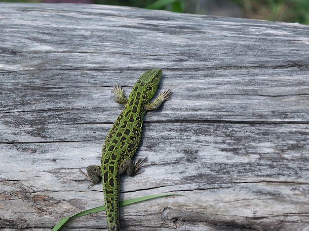 Lagartija verde