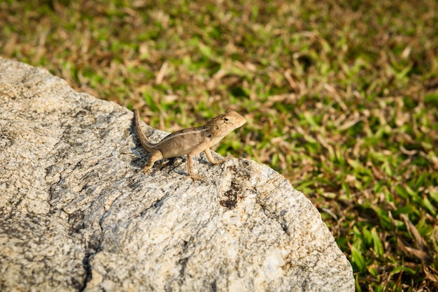 lagartijas, camaleón, lagartos en piedra, camaleón en piedra, pequeño camaleón, lagartijas pequeñas