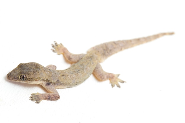 Lagartixa comum de lagarto de casa isolada no branco