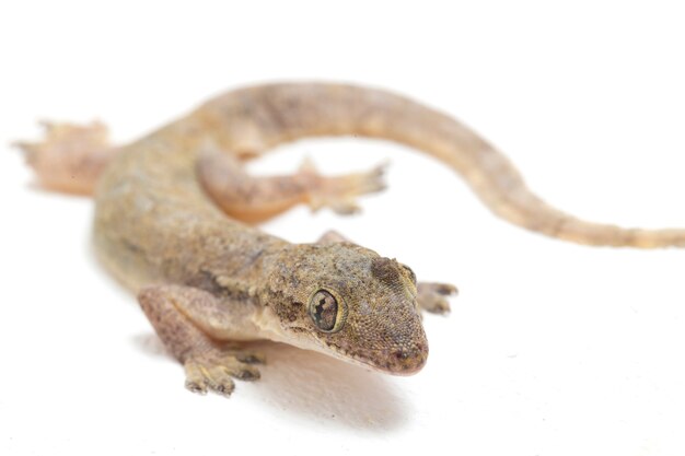 Lagartixa comum de lagarto de casa isolada no branco