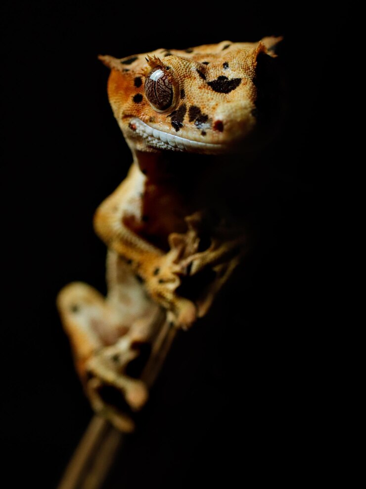 Foto lagartixa lagartixa e réptil na árvore