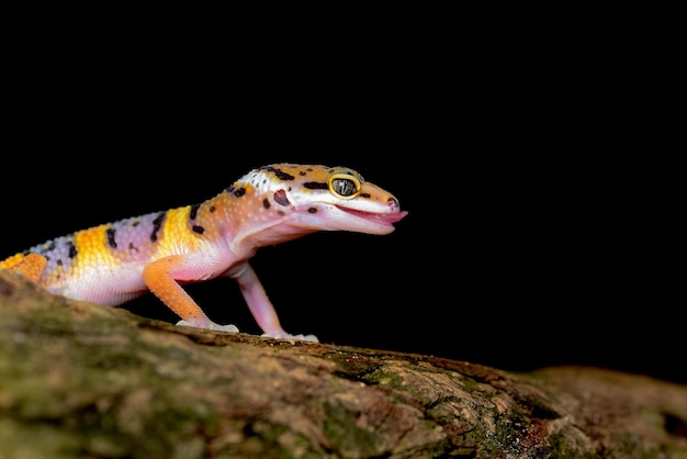 Lagartixa leopardo em fundo preto