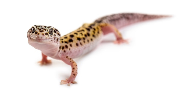 Lagartixa leopardo na frente de um branco