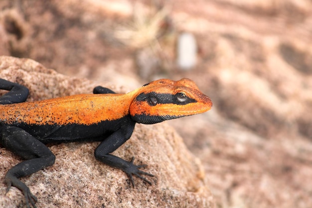 Lagarto Agama de Roca Peninsular Macho