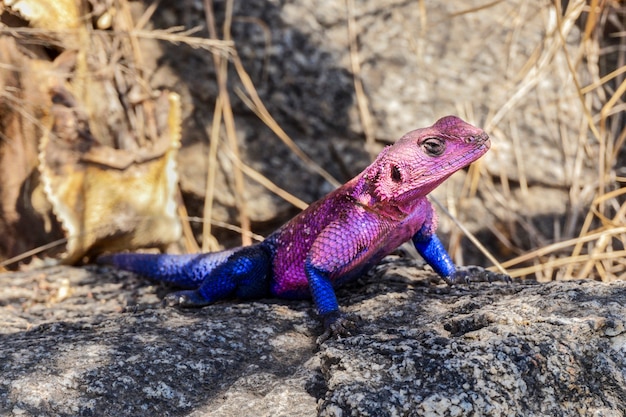 Lagarto Agama Rock no Parque Nacional Serengeti