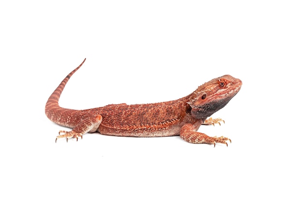 lagarto agama rojo aislado en un fondo blanco