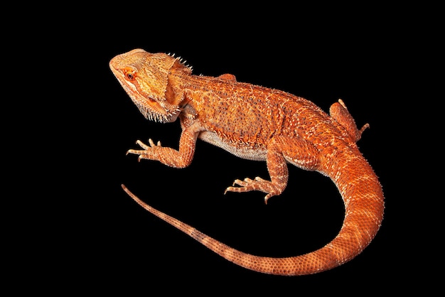 Lagarto agama rojo aislado sobre un fondo negro