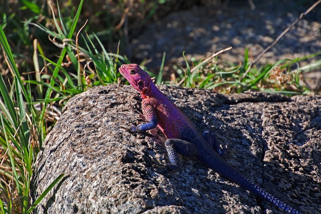 Lagarto en la aldea de bosquimanos, áfrica