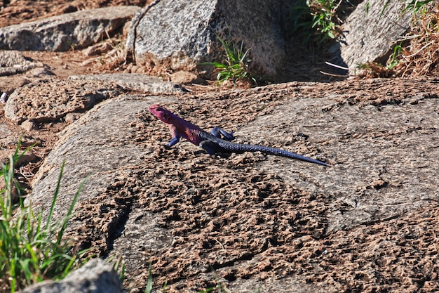 Lagarto en la aldea de bosquimanos, África