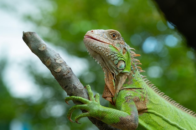 Lagarto, animal, lagarto verde com desfoque de fundo