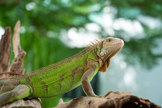 Lagarto animal lagarto verde com fundo desfocado