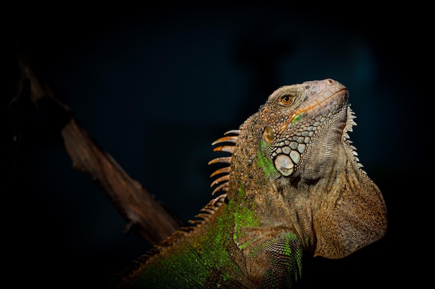 Lagarto animal lagarto verde com fundo preto