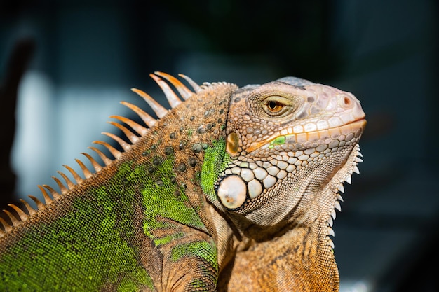 Lagarto animal lagarto verde con fondo borroso